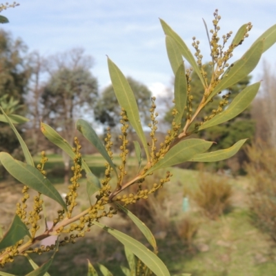 Acacia rubida (Red-stemmed Wattle, Red-leaved Wattle) at Tuggeranong Homestead A.C.T. - 15 Jul 2023 by michaelb
