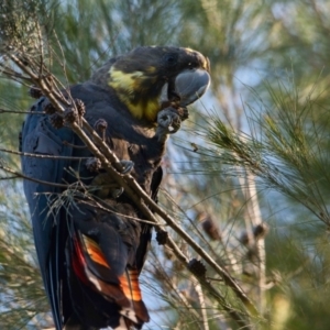 Calyptorhynchus lathami lathami at Brunswick Heads, NSW - suppressed