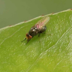 Unidentified True fly (Diptera) at Sullivans Creek, Turner - 14 Oct 2023 by ConBoekel