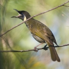 Meliphaga lewinii (Lewin's Honeyeater) at Wallum - 13 Oct 2023 by macmad