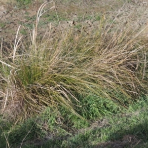 Carex appressa at Richardson, ACT - 15 Jul 2023