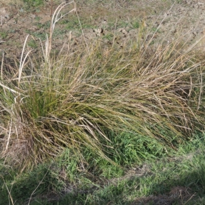 Carex appressa (Tall Sedge) at Tuggeranong Homestead A.C.T. - 15 Jul 2023 by michaelb