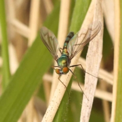 Dolichopodidae (family) (Unidentified Long-legged fly) at Sullivans Creek, Turner - 15 Oct 2023 by ConBoekel
