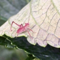 Caedicia simplex (Common Garden Katydid) at Milton, NSW - 16 Oct 2023 by TinaSands