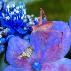 Caedicia simplex at Milton, NSW - 17 Oct 2023 10:52 AM
