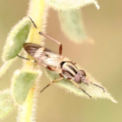 Ectinorhynchus sp. (genus) (A Stiletto Fly) at Sullivans Creek, Turner - 15 Oct 2023 by ConBoekel