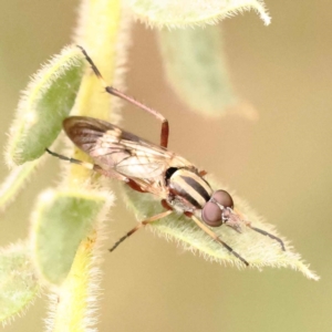 Ectinorhynchus sp. (genus) at Turner, ACT - 15 Oct 2023 11:15 AM