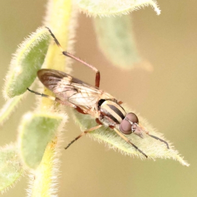 Ectinorhynchus sp. (genus) (A Stiletto Fly) at Sullivans Creek, Turner - 15 Oct 2023 by ConBoekel