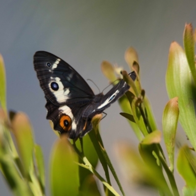 Unidentified Nymph (Nymphalidae) at Brunswick Heads, NSW - 13 Oct 2023 by macmad