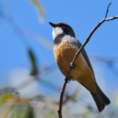 Pachycephala rufiventris (Rufous Whistler) at Brunswick Heads, NSW - 14 Oct 2023 by macmad