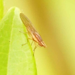Sapromyza brunneovittata (A lauxid fly) at Sullivans Creek, Turner - 15 Oct 2023 by ConBoekel
