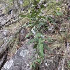 Notelaea longifolia f. longifolia (Mock Olive) at QPRC LGA - 15 Oct 2023 by MattM