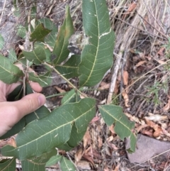 Notelaea longifolia f. longifolia at Wyanbene, NSW - 15 Oct 2023