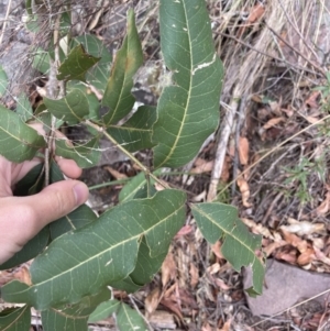 Notelaea longifolia f. longifolia at Wyanbene, NSW - 15 Oct 2023