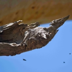Unverified Insect at Brunswick Heads, NSW - 14 Oct 2023 by macmad