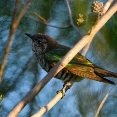 Chrysococcyx lucidus (Shining Bronze-Cuckoo) at Wallum - 14 Oct 2023 by macmad