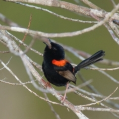 Malurus melanocephalus (Red-backed Fairywren) at Brunswick Heads, NSW - 14 Oct 2023 by macmad