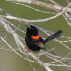 Malurus melanocephalus (Red-backed Fairywren) at Wallum - 14 Oct 2023 by macmad