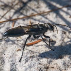 Unidentified Insect at Wallum - 14 Oct 2023 by macmad