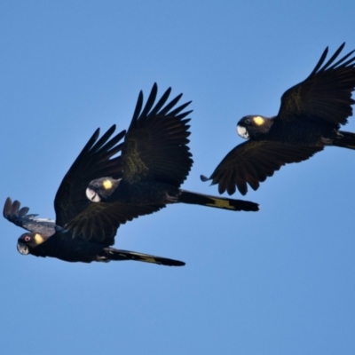 Zanda funerea (Yellow-tailed Black-Cockatoo) at Brunswick Heads, NSW - 15 Oct 2023 by macmad