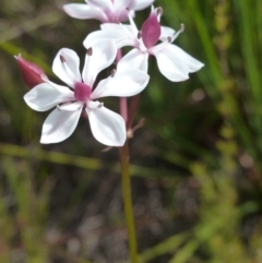 Burchardia umbellata (Milkmaids) at Wallum - 10 Oct 2020 by Sanpete