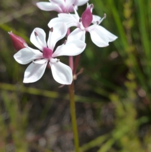 Burchardia umbellata at Brunswick Heads, NSW - 10 Oct 2020 11:00 AM