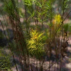 Caustis blakei (Koala Fern) at Brunswick Heads, NSW - 15 Oct 2023 by macmad