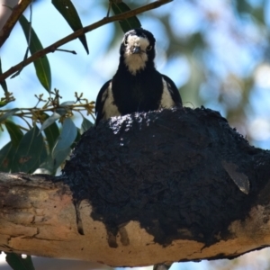 Grallina cyanoleuca at Brunswick Heads, NSW - 15 Oct 2023 11:11 AM