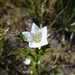 Sprengelia sprengelioides (Sprengelia) at Wallum - 16 Aug 2020 by Sanpete