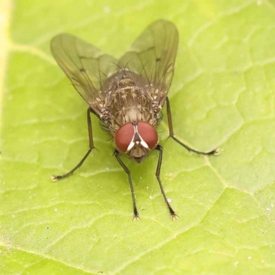 Helina sp. (genus) (Muscid fly) at Sullivans Creek, Turner - 15 Oct 2023 by ConBoekel
