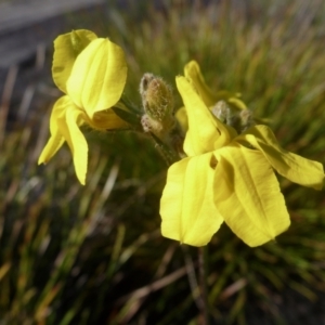 Goodenia sp. at Brunswick Heads, NSW - 16 Aug 2020