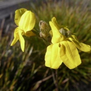Goodenia sp. at Brunswick Heads, NSW - 16 Aug 2020 12:24 PM
