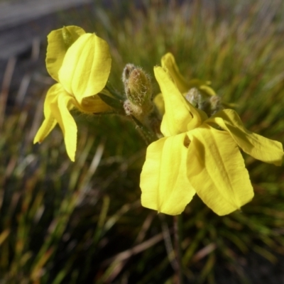 Goodenia sp. (Goodenia) at Brunswick Heads, NSW - 16 Aug 2020 by Sanpete