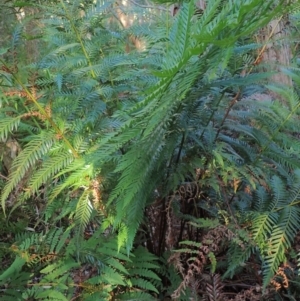 Todea barbara at Brunswick Heads, NSW - suppressed