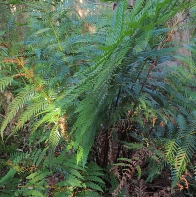 Todea barbara (King Fern) at Brunswick Heads, NSW - 3 Oct 2023 by coddiwompler