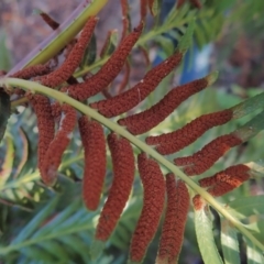 Todea barbara at Brunswick Heads, NSW - suppressed