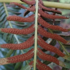 Todea barbara at Brunswick Heads, NSW - suppressed