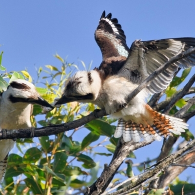 Dacelo novaeguineae (Laughing Kookaburra) at Wallum - 13 Oct 2023 by macmad