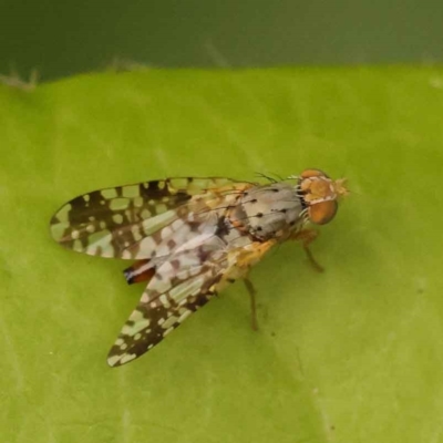 Austrotephritis poenia (Australian Fruit Fly) at Turner, ACT - 15 Oct 2023 by ConBoekel