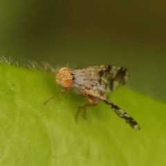 Austrotephritis poenia at Turner, ACT - 15 Oct 2023 11:49 AM