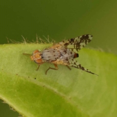 Austrotephritis poenia at Turner, ACT - 15 Oct 2023 11:49 AM