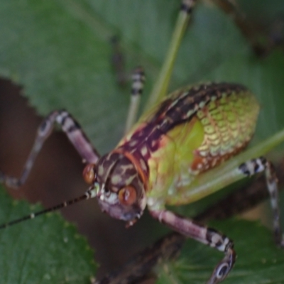 Unidentified Katydid (Tettigoniidae) at Wallum - 3 Oct 2023 by coddiwompler