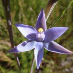 Thelymitra malvina (Mauve-tuft Sun-orchid) at Wallum - 16 Aug 2020 by Sanpete