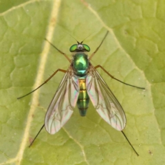 Heteropsilopus sp. (genus) (A long legged fly) at Sullivans Creek, Turner - 15 Oct 2023 by ConBoekel