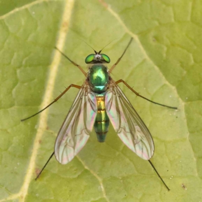Heteropsilopus sp. (genus) (A long legged fly) at Turner, ACT - 15 Oct 2023 by ConBoekel