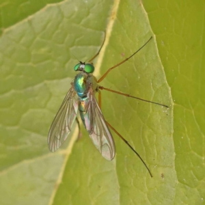 Heteropsilopus sp. (genus) at Turner, ACT - 15 Oct 2023