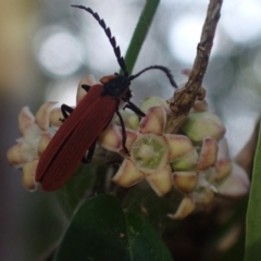 Porrostoma sp. (genus) (Lycid, Net-winged beetle) at Brunswick Heads, NSW - 3 Oct 2023 by coddiwompler
