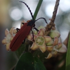 Lycidae sp. (family) at Wallum - 3 Oct 2023 by coddiwompler