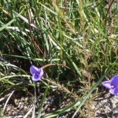 Patersonia sericea (Silky Purple-flag) at Wallum - 16 Aug 2020 by Sanpete