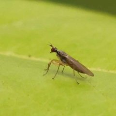 Empididae sp. (family) (Dance fly) at Sullivans Creek, Turner - 15 Oct 2023 by ConBoekel